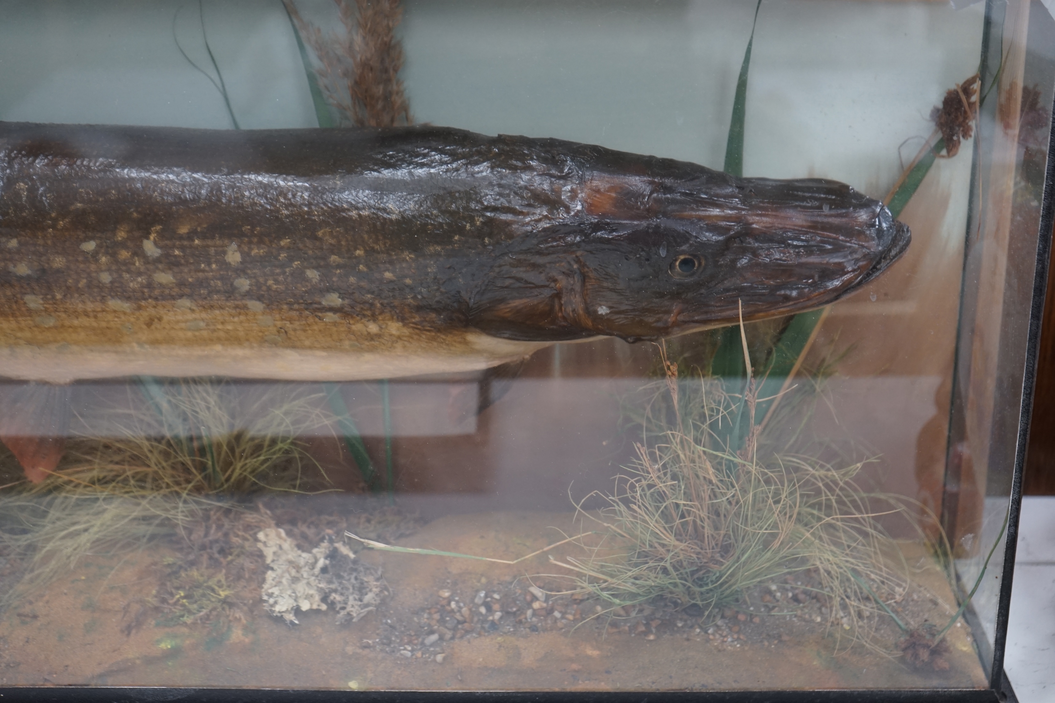 A taxidermic pike with plaque inscribed 'Caught. Wire Mill. Dec. 1st 1935. 11 lbs', 94cm wide. Condition - fair, glass cracked